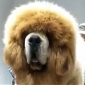 Meet your Posher, Norvell